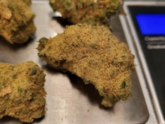 Banana Puddintain 14g Dried Flower