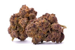 Wifi Mintz 28g