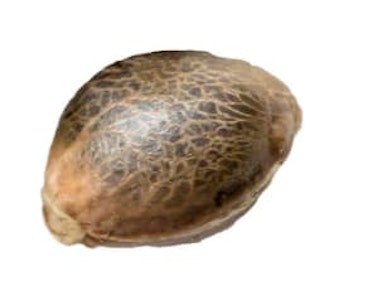 34 Street Seed Co - OG Kush Seeds