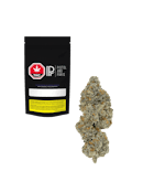 Pistol and Paris | LSO Collection: Blueberry Vendetta | 7g