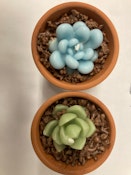 EMI'S TERRACOTA SUCCULENT