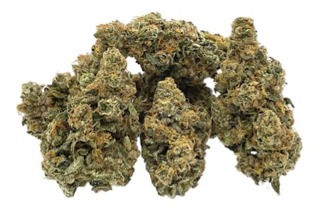 Trailblazer - ROOTBEER #8 SATIVA - 14g