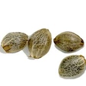 SALISH CBD X TIMEWARP DREAM SEEDS - 4