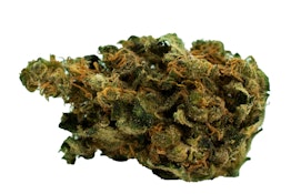 ALWAYS HI - DURBAN POISON - 14G