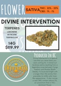 14G - SWEETGRASS - ORGANIC DIVINE INTERVENTION LTO