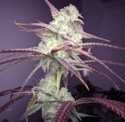 Strawberry Banana (3.5g) - Electric Lettuce