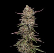 Magi - Guzzlerz No. 6 (3.5g)