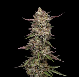 Magi Cannabis - Magi - Guzzlers No. 6 (3.5g)