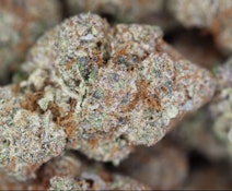 Magi - Gummy Bunz (3.5g)