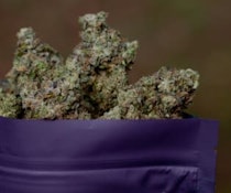 Magi - Hippie Diesel (3.5g)