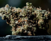 Magi - Hippie Diesel (28g)