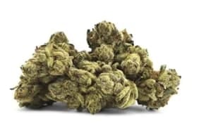 LEMON CHERRY GARY LTO - 7g