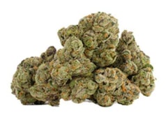 GLAZED APRICOT GELATO - 14g