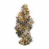 COAST MOUNTAIN CANNABIS-BC ORGANIC VANILLA FROSTING LTO  - 3.5G