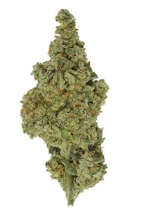 Book Club - BLUE GUMDROPS | 14g