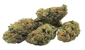 MANGOZ - 14g