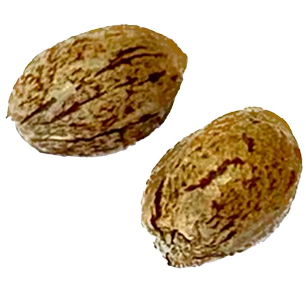 Feminized Modified Animal Cookies Seed | 1-Pack