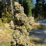 Hippie Pop 28g