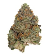 Pistol & Paris | Blue Zushi | 7 g