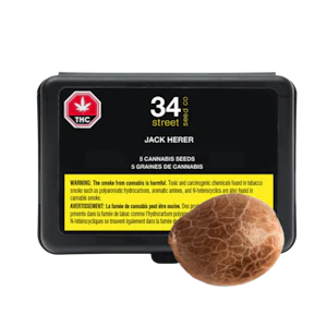 34 Street Seed Co - 34 Street Seed Co Jack Herer Seeds - 5 Pack