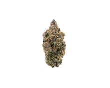 TROPICAL SKUNK - 14G