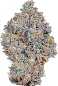 Natural History - Limited Reserve Hybrid (Rainbow Sherbert #11) | 7g