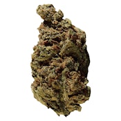 Versus - BC God Bud 3.5g Dried Flower - Indica
