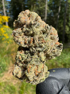 Saltspring Magic - HIPPIE DIESEL - 7G