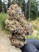 HIPPIE SUDZ - 3.5G