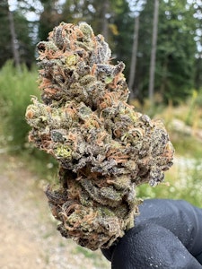 Saltspring Magic - HIPPIE SUDZ - 3.5G