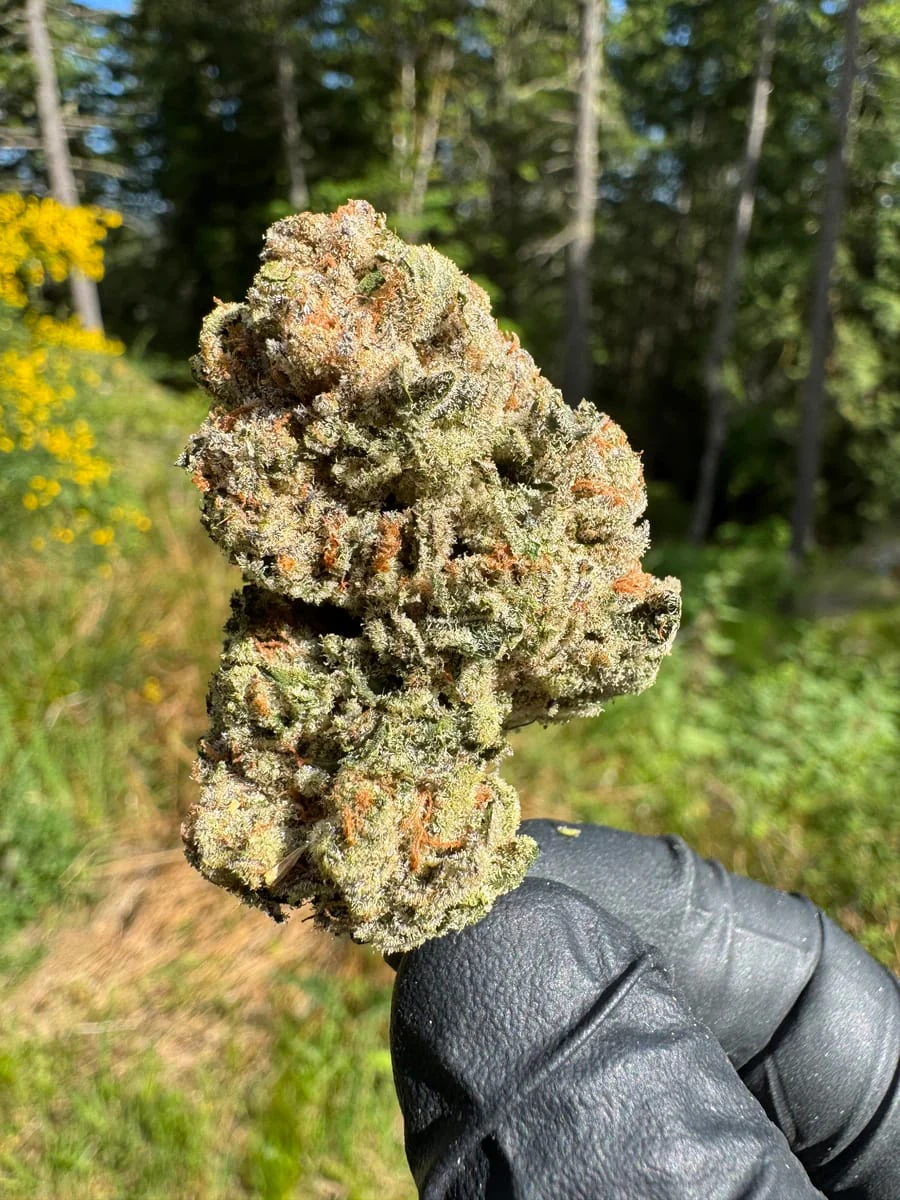 Saltspring Magic - ALIEN GORILLA - 3.5G Main Image