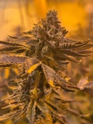 GUMMY BUNZ - 28G