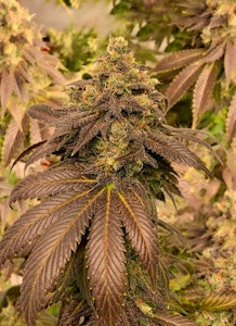 Rocky Mountain Cannabis - Red Congolese x Guava Blunt - 1g x 1