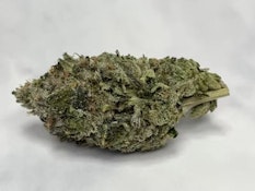 Timmys OG Shark 28g