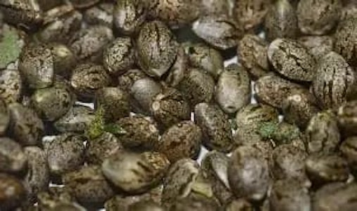 Toba Grown  - Sativa - Barbara Bud x Tangie