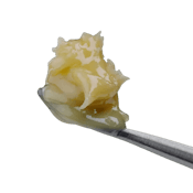 1g White Gold Live Rosin LTO (Biscotti X Dosido)