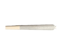 SEVENTAILS - Seven Ambassador Pre-Roll 1x1g