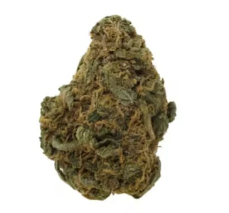 Always Hi - DURBAN POISON - 14