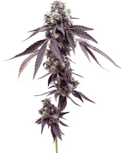 Uncle Bob - Mac Daddy Smalls - 7g