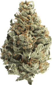 JOI Botanicals - Joi Botanicals - Tropic Sour | 7g