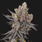 ORGANIC MINT CHOCOLATE CHIP PETITES - 14g