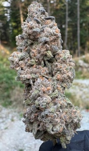 Salt Spring Magic - Bubblegum Kush Mints | Salt Spring Magic 14g Flower | Rest