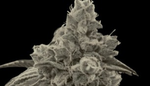 Black Out Bobby - 0.5g x 13