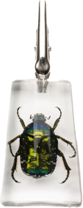Creature - Creature - Stand-up Chafer Clip