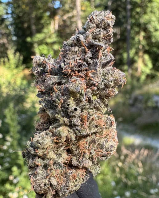Salt Spring Magic - Gummy Bunz - 3.5g Main Image