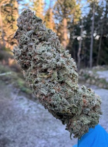 Salt Spring Magic - Island Zeus - 3.5g