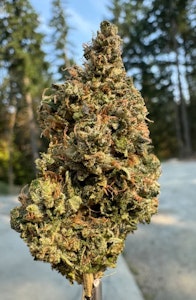 Saltspring Magic - Saltspring Magic | Pine Tar | 7 g