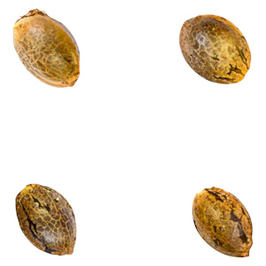 Green Rose Seeds - Crasher Breath (fem Seeds) 4 Pack Seeds