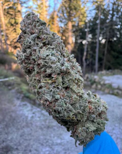 Salt Spring Magic - ISLAND ZEUS | 3.5g