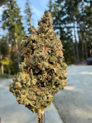 Pine Tar - 7g